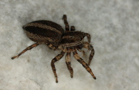 Streifen-Springspinne (Phlegra fasciata) - © Christian Komposch